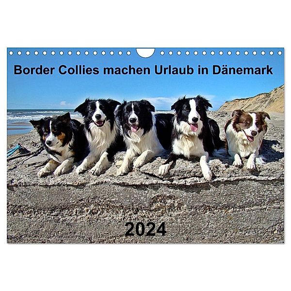 Border Collies machen Urlaub in Dänemark (Wandkalender 2024 DIN A4 quer), CALVENDO Monatskalender, Eva Busch