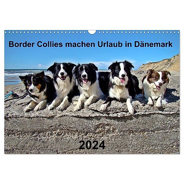 Border Collies machen Urlaub in Dänemark (Wandkalender 2024 DIN A3 quer), CALVENDO Monatskalender, Eva Busch