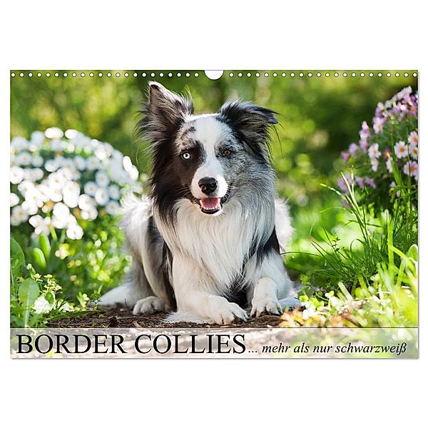 Border Collies - nicht nur schwarzweiß (Wandkalender 2024 DIN A3 quer), CALVENDO Monatskalender, Judith Kiener - DoraZett