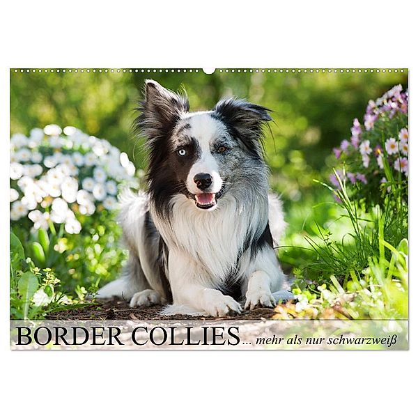 Border Collies - nicht nur schwarzweiss (Wandkalender 2024 DIN A2 quer), CALVENDO Monatskalender, Judith Kiener - DoraZett