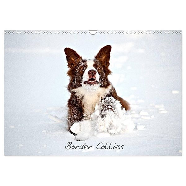 Border Collies (Wandkalender 2024 DIN A3 quer), CALVENDO Monatskalender, Hermann Greiling