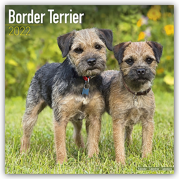 Border Terrier 2022 - 16-Monatskalender, Avonside Publishing Ltd