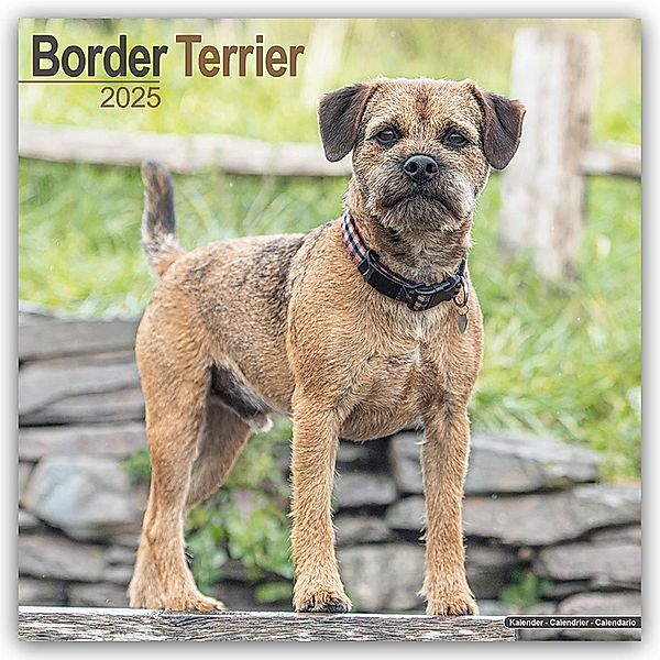Border Terrier 2025 - 16-Monatskalender, Avonside Publishing Ltd