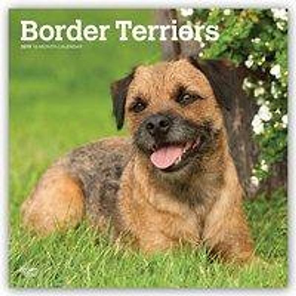 Border Terriers 2019 - 18-Monatskalender mit freier DogDays-