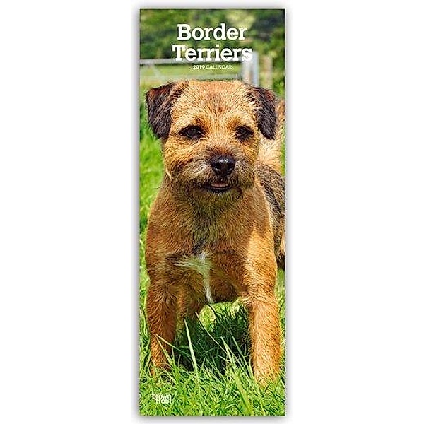 Border Terriers 2019
