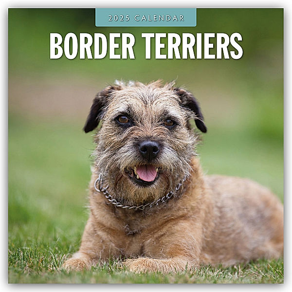 Border Terriers - Border Terrier 2025 - 16-Monatskalender, Red Robin Publishing Ltd