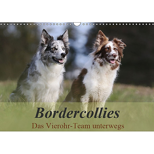 Bordercollies - Das Vierohr-Team unterwegs (Wandkalender 2019 DIN A3 quer), Beatrice Müller Hundefotowerk