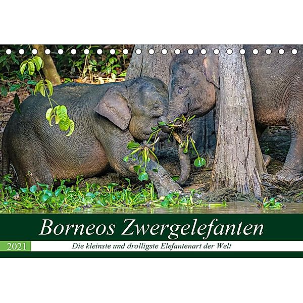Borneos Zwergelefanten (Tischkalender 2021 DIN A5 quer), Arne Wünsche