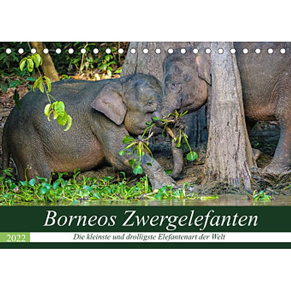 Borneos Zwergelefanten (Tischkalender 2022 DIN A5 quer), Arne Wünsche