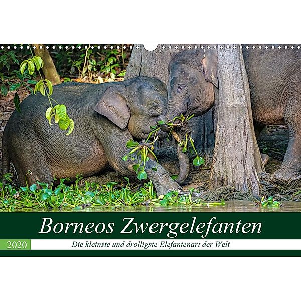 Borneos Zwergelefanten (Wandkalender 2020 DIN A3 quer), Arne Wünsche