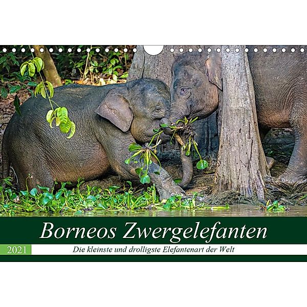 Borneos Zwergelefanten (Wandkalender 2021 DIN A4 quer), Arne Wünsche