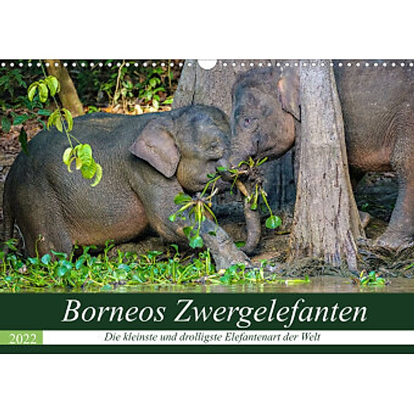 Borneos Zwergelefanten (Wandkalender 2022 DIN A3 quer), Arne Wünsche