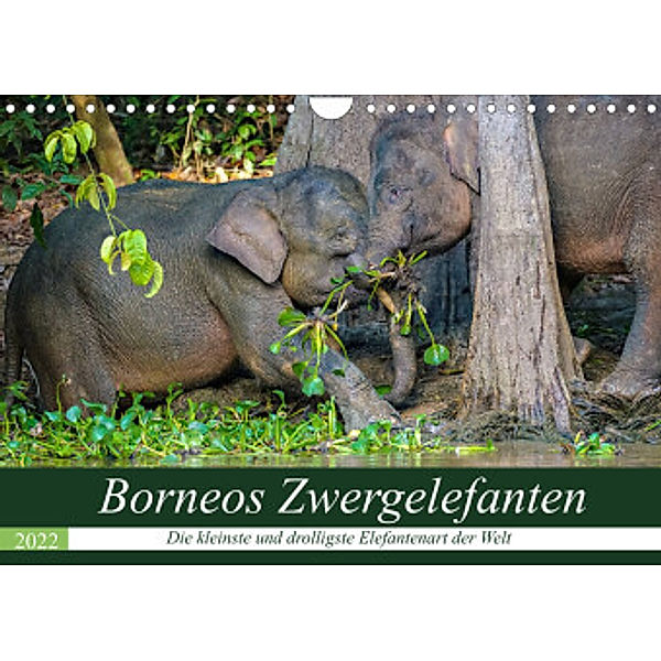 Borneos Zwergelefanten (Wandkalender 2022 DIN A4 quer), Arne Wünsche