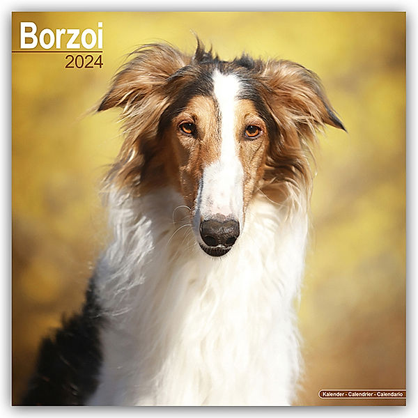 Borzoi - Russischer Wolfshund 2024 - 16-Monatskalender, Avonside Publishing Ltd