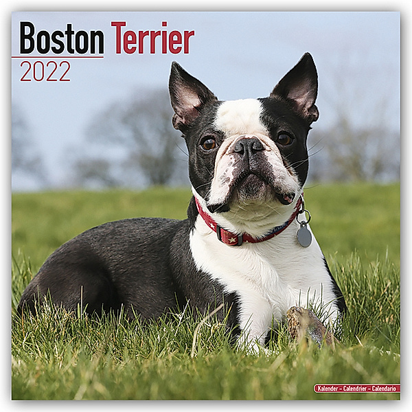 Boston Terrier 2022- 16-Monatskalender, Avonside Publishing Ltd