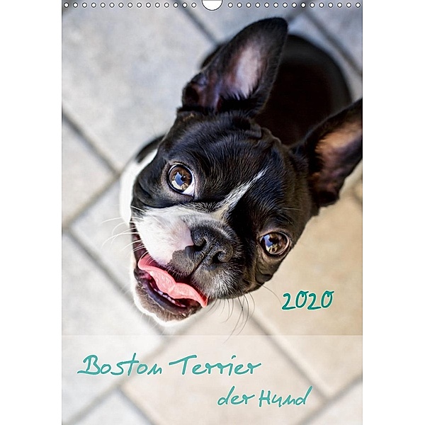 Boston Terrier der Hund 2020 (Wandkalender 2020 DIN A3 hoch), Nailia Schwarz