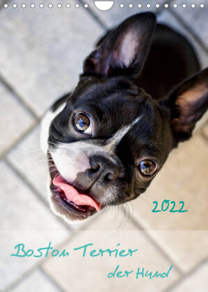 Boston Terrier Kalender 2022A4 Hunde Wandkalender Deko Fotokalender 