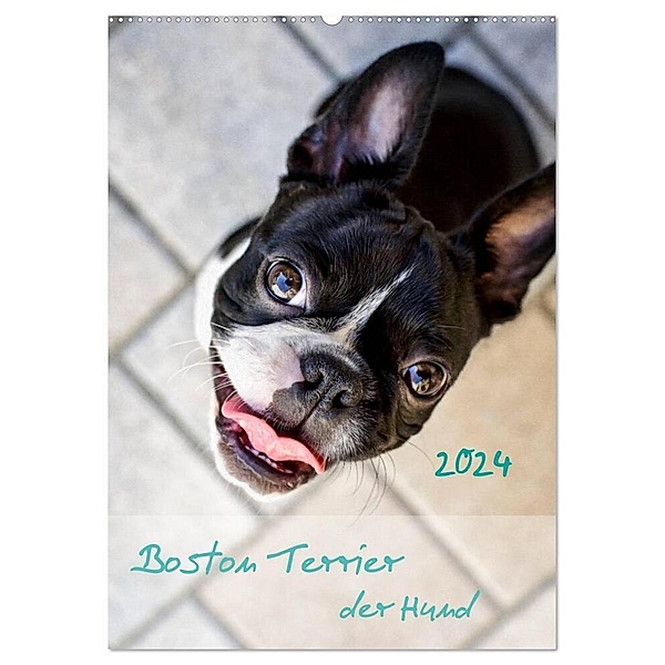 Boston Terrier der Hund 2024 (Wandkalender 2024 DIN A2 hoch), CALVENDO Monatskalender, Nailia Schwarz