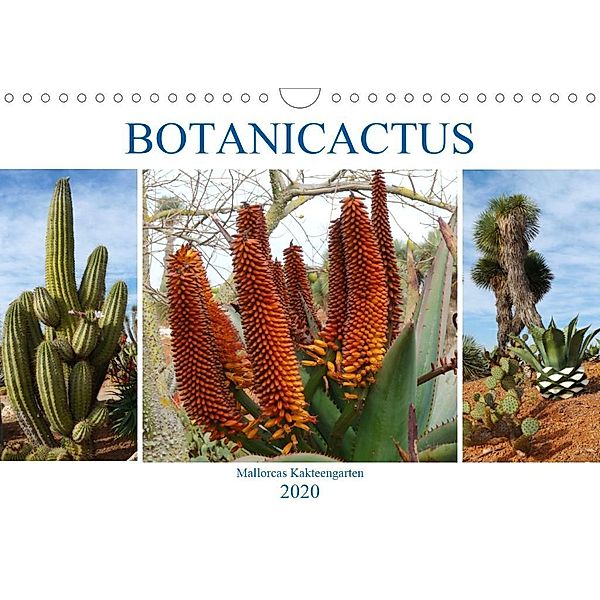 BOTANICACTUS Mallorcas Kakteengarten (Wandkalender 2020 DIN A4 quer), Gisela Kruse