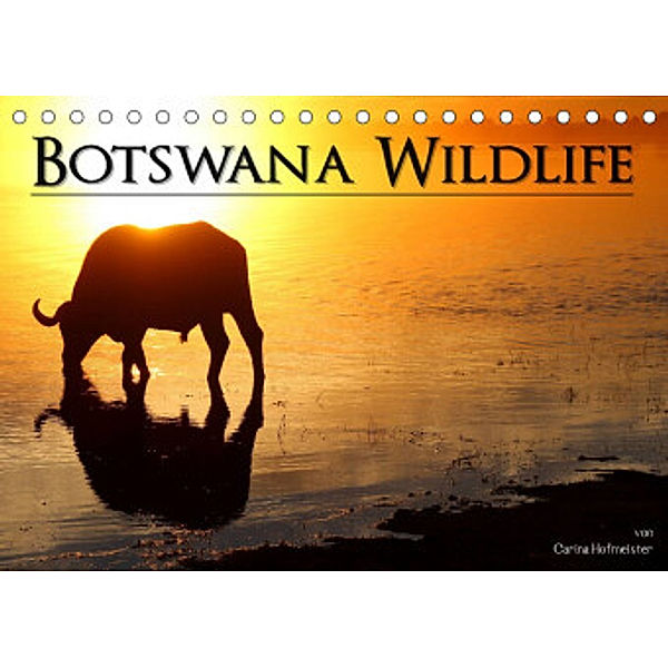 Botswana Wildlife (Tischkalender 2022 DIN A5 quer), Carina Hofmeister