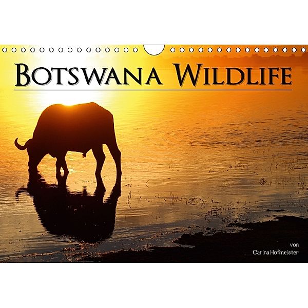 Botswana Wildlife (Wandkalender 2018 DIN A4 quer), Carina Hofmeister