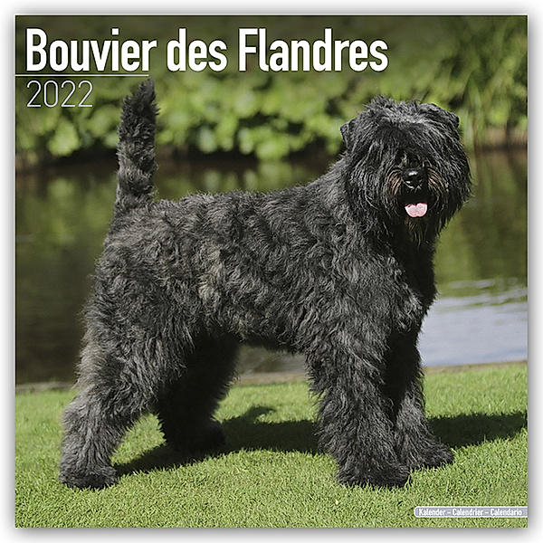 Bouvier des Flandres - Flandrischer Treibhund 2022 - 16-Monatskalender, Avonside Publishing Ltd