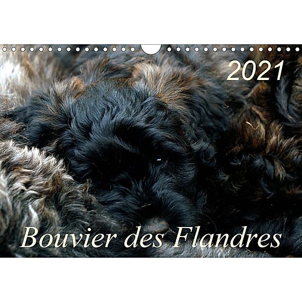 Bouvier des Flandres (Wandkalender 2021 DIN A4 quer), Susan Milau