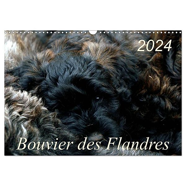 Bouvier des Flandres (Wandkalender 2024 DIN A3 quer), CALVENDO Monatskalender, Susan Milau