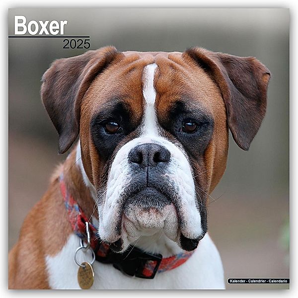 Boxer 2025 - 16-Monatskalender, Avonside Publishing Ltd