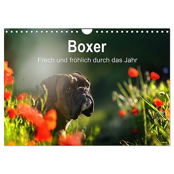 Boxer Frech und fröhlich durch das Jahr (Wandkalender 2024 DIN A4 quer), CALVENDO Monatskalender, Yvonne Janetzek