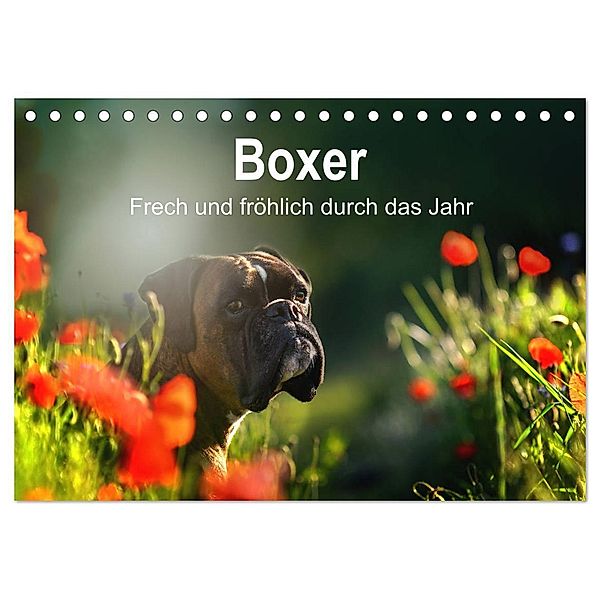 Boxer Frech und fröhlich durch das Jahr (Tischkalender 2024 DIN A5 quer), CALVENDO Monatskalender, Yvonne Janetzek