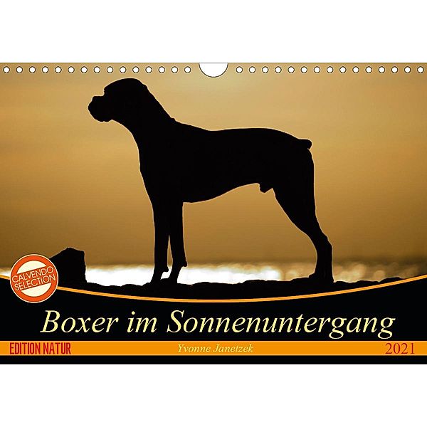 Boxer im Sonnenuntergang (Wandkalender 2021 DIN A4 quer), Yvonne Janetzek