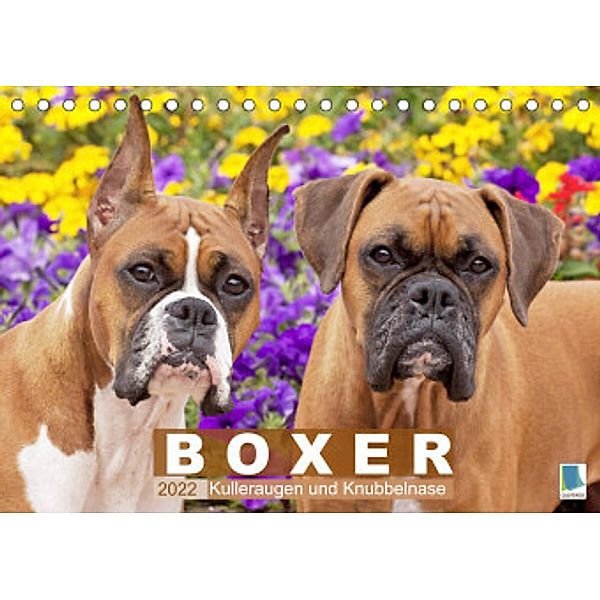 Boxer: Kulleraugen und Knubbelnase (Tischkalender 2022 DIN A5 quer), Calvendo