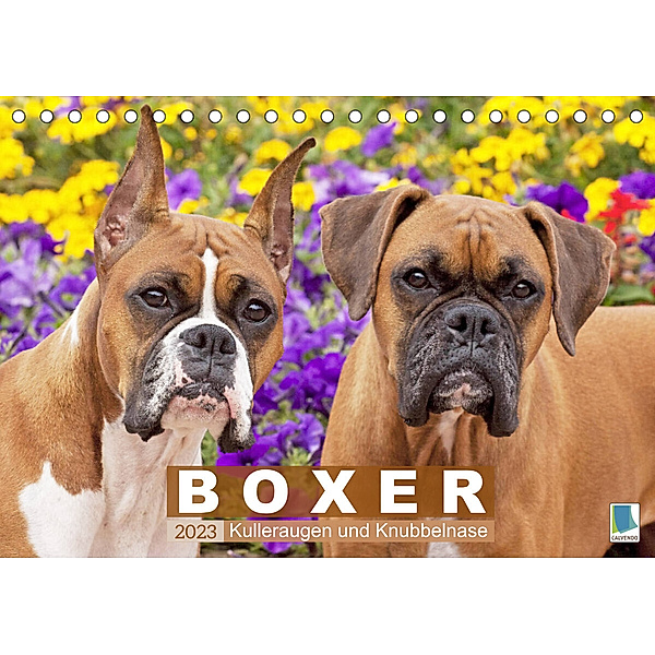 Boxer: Kulleraugen und Knubbelnase (Tischkalender 2023 DIN A5 quer), Calvendo