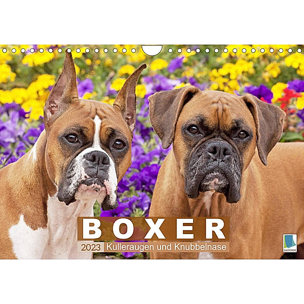 Boxer: Kulleraugen und Knubbelnase (Wandkalender 2023 DIN A4 quer), Calvendo
