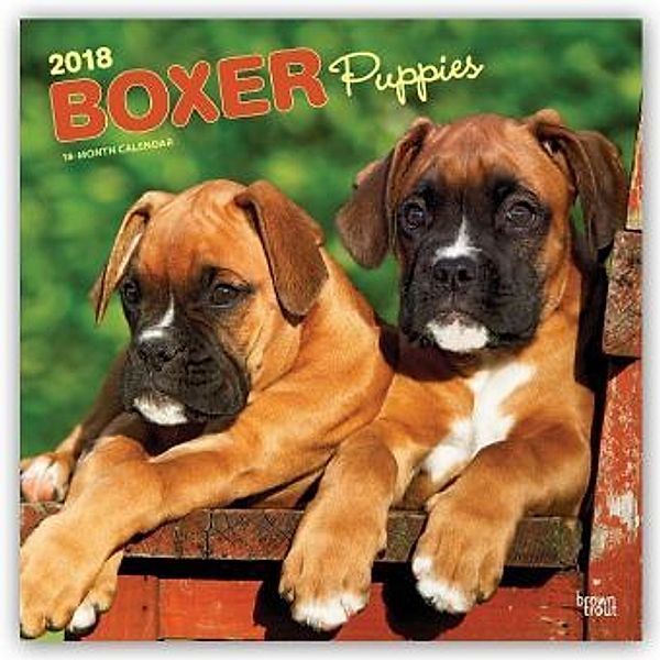 Boxer Puppies - Boxer Welpen 2018 - 18-Monatskalender mit freier DogDays-App, BrownTrout Publisher
