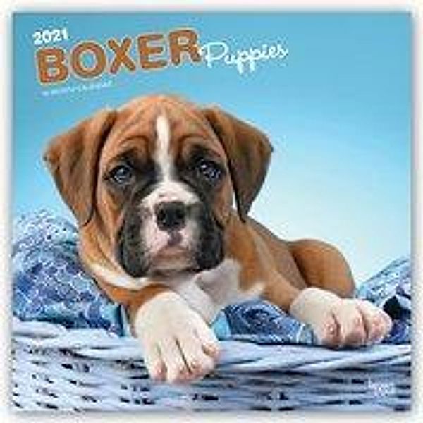 Boxer Puppies - Boxer Welpen 2021 - 16-Monatskalender mit freier DogDays-App, BrownTrout Publisher