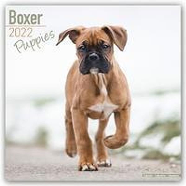 Boxer Puppies - Boxer Welpen 2022 - 16-Monatskalender - Kalender bestellen
