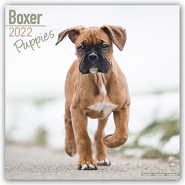 Boxer Puppies - Boxer Welpen 2022 - 16-Monatskalender, Avonside Publishing Ltd