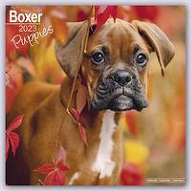 Boxer Puppies - Boxer Welpen 2023 - 16-Monatskalender - Kalender bestellen