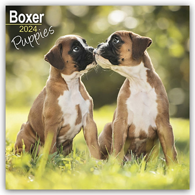 Boxer Puppies - Boxer Welpen 2024 - 16-Monatskalender online kaufen -  Orbisana
