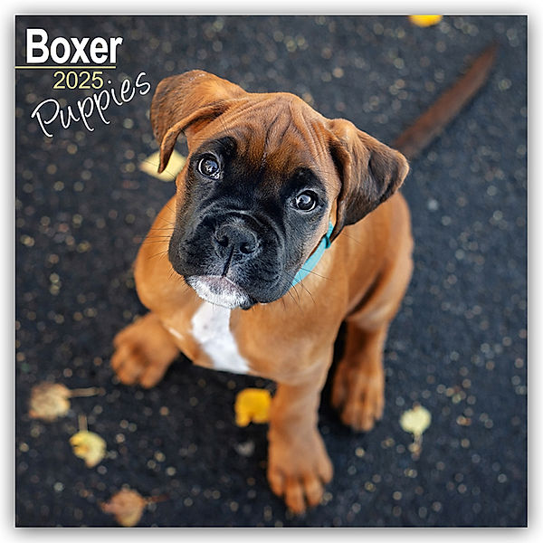 Boxer Puppies - Boxer Welpen 2025 - 16-Monatskalender, Avonside Publishing Ltd