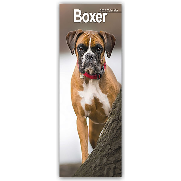 Boxers 2024, Avonside Publishing Ltd