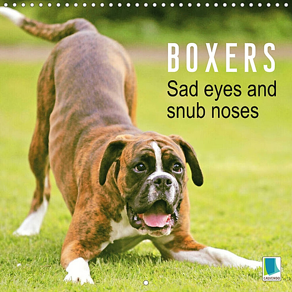 Boxers: Sad eyes and snub noses (Wall Calendar 2023 300 × 300 mm Square), Calvendo