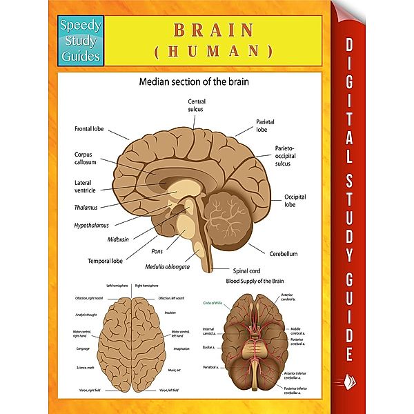 Brain (Human), Speedy Publishing