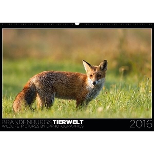 Brandenburgs Tierwelt (Wandkalender 2016 DIN A2 quer), Lennert Piltz