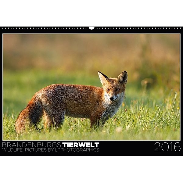 Brandenburgs Tierwelt (Wandkalender 2018 DIN A2 quer), Lennert Piltz