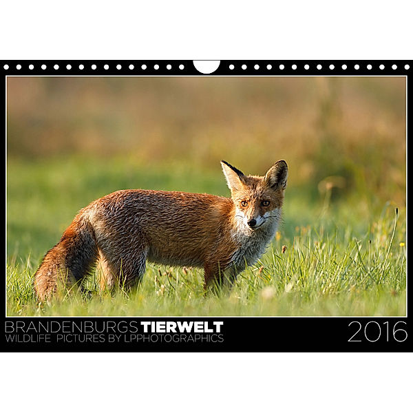 Brandenburgs Tierwelt (Wandkalender 2019 DIN A4 quer), Lennert Piltz