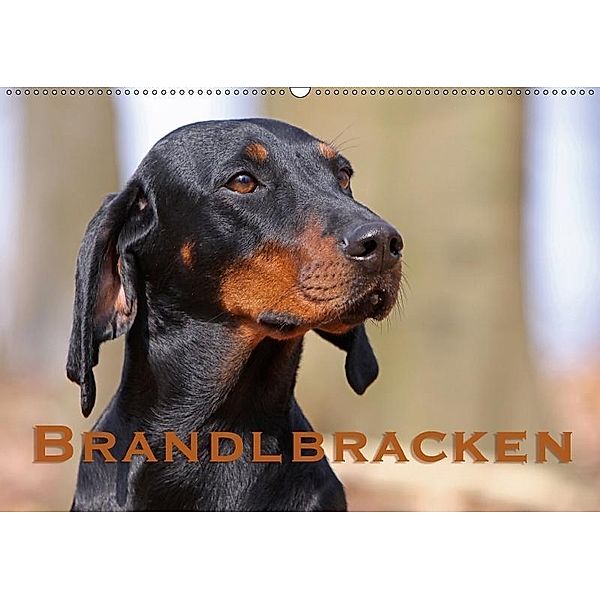 Brandlbracken (Wandkalender 2017 DIN A2 quer), Martina Berg