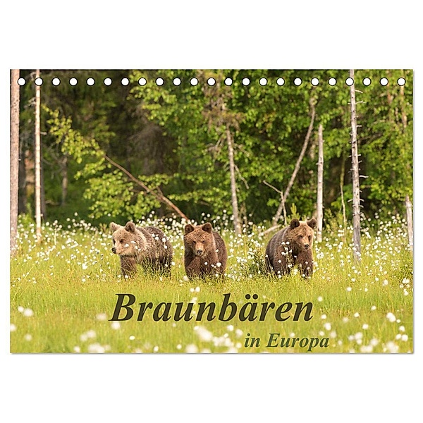 Braunbären in Europa (Tischkalender 2025 DIN A5 quer), CALVENDO Monatskalender, Calvendo, Christian Dorn